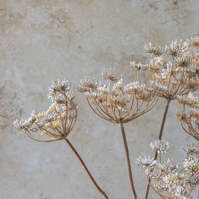 Queen Anne's Lace Stem