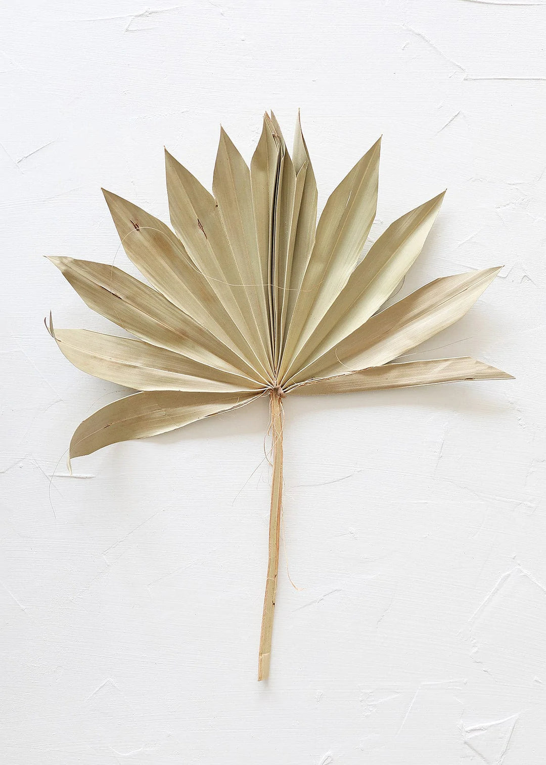 Palm Sun