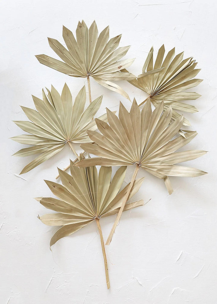Palm Sun