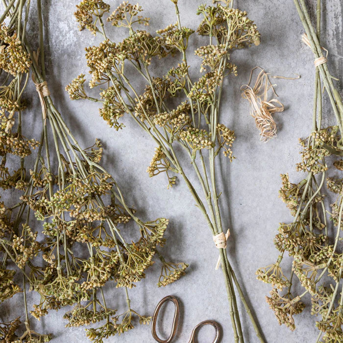 Meadow Sedge
