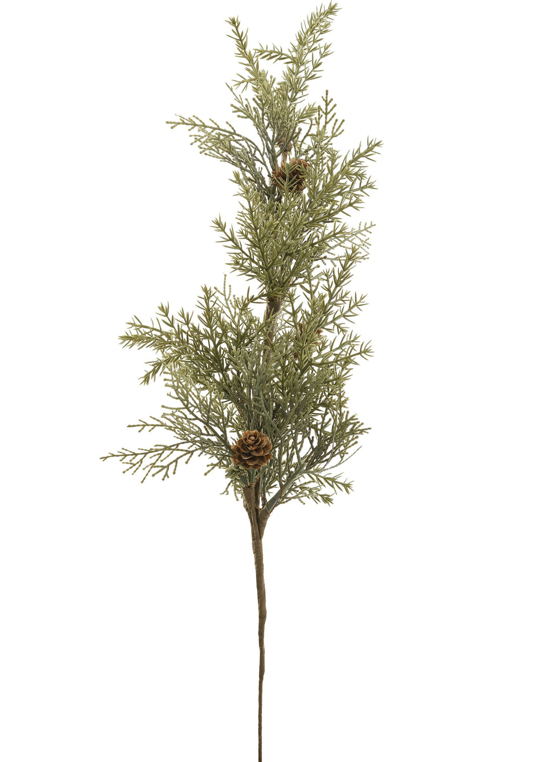 Cedar Stem