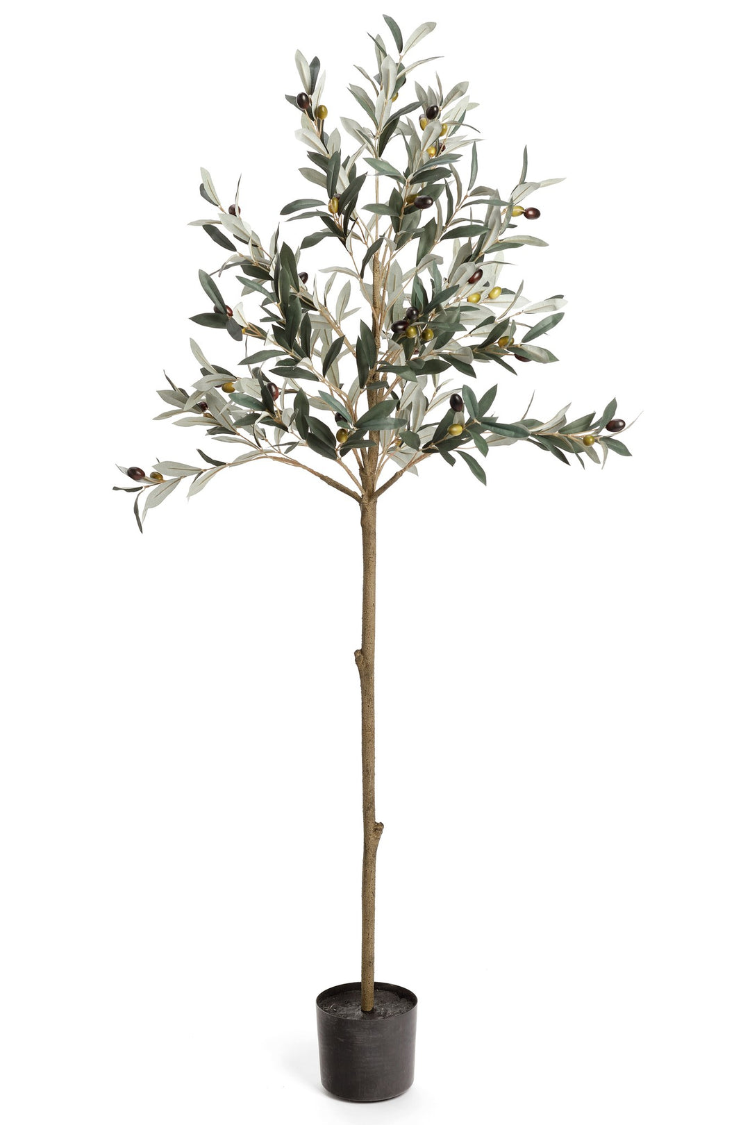 Olive Tree