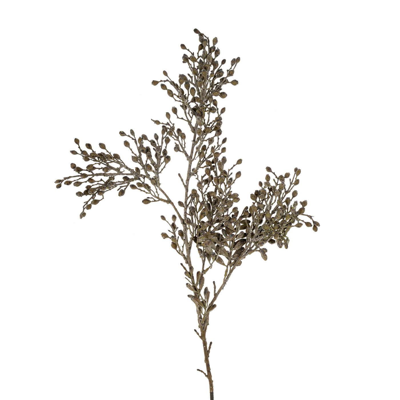 Dried Sedum Spray