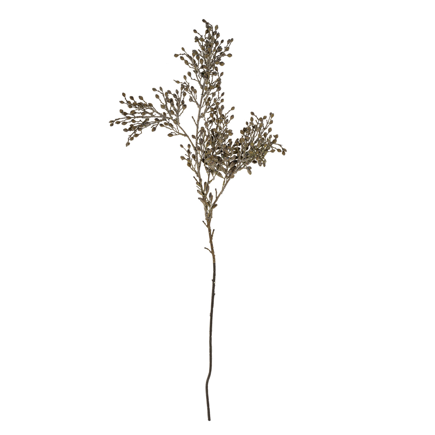 Dried Sedum Spray