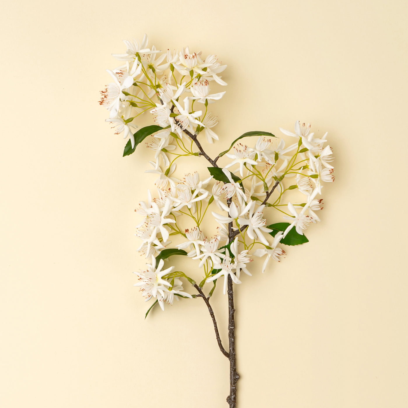 Star Magnolia Branch