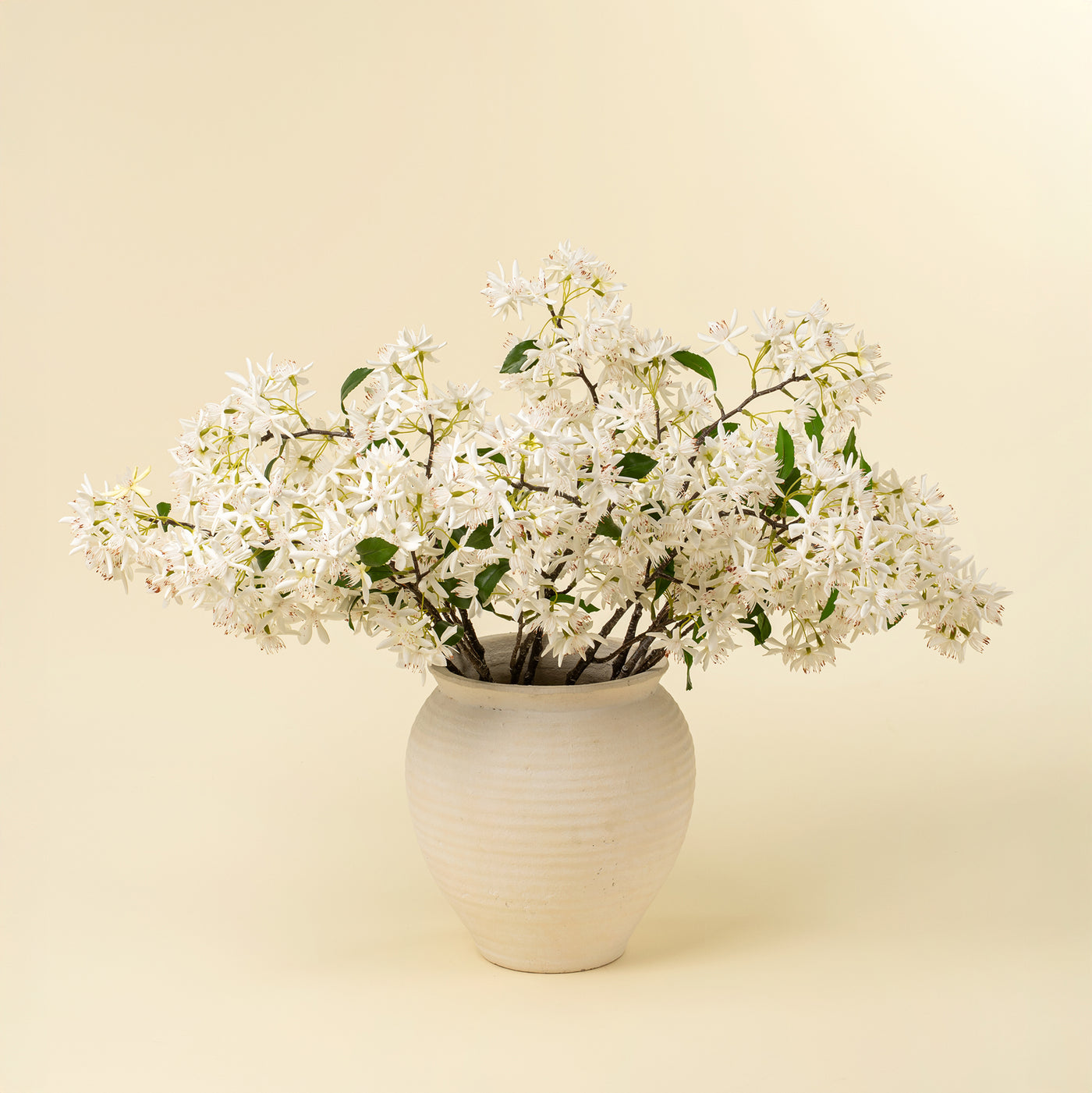 Star Magnolia Branch