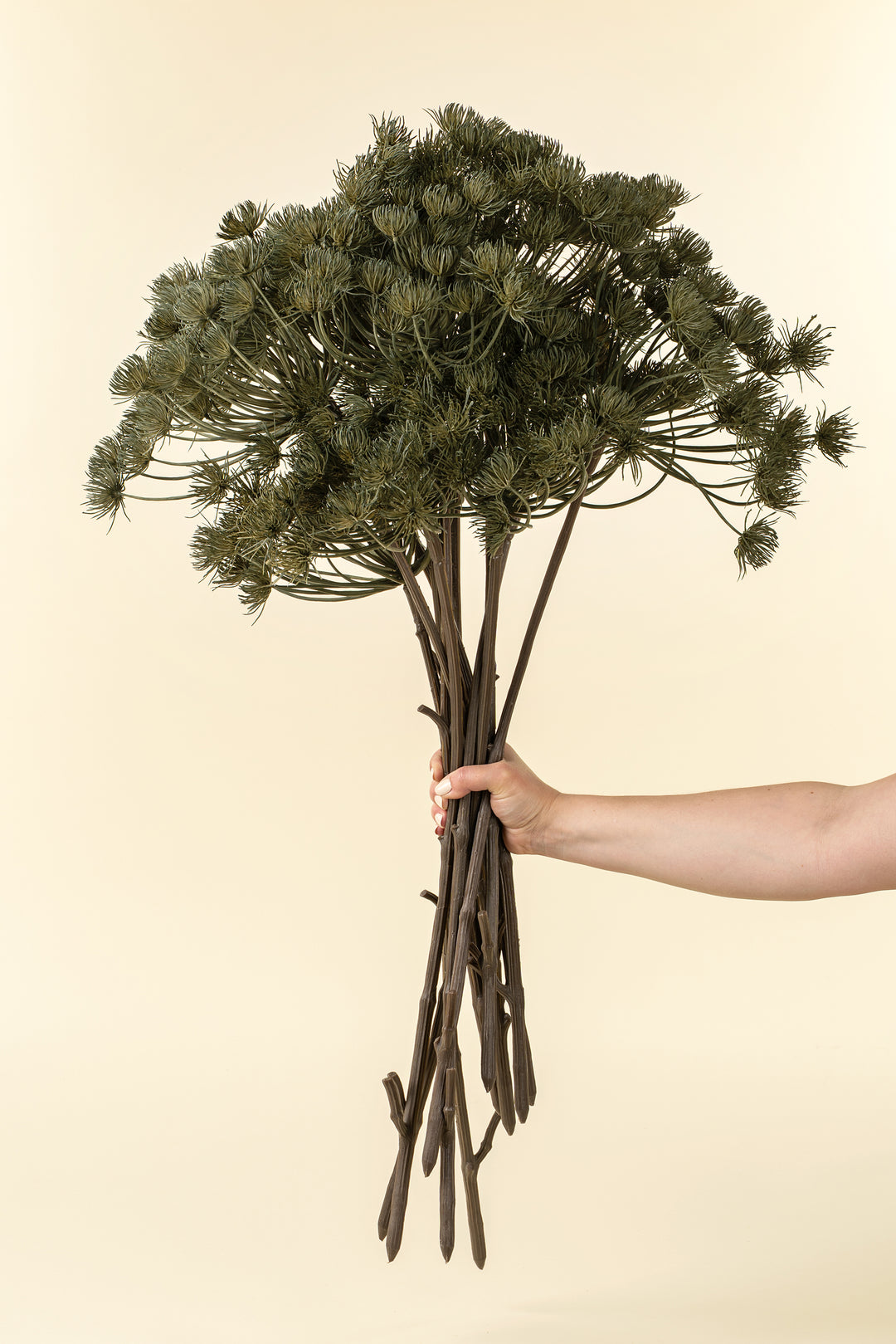 Wild Angelica Stem