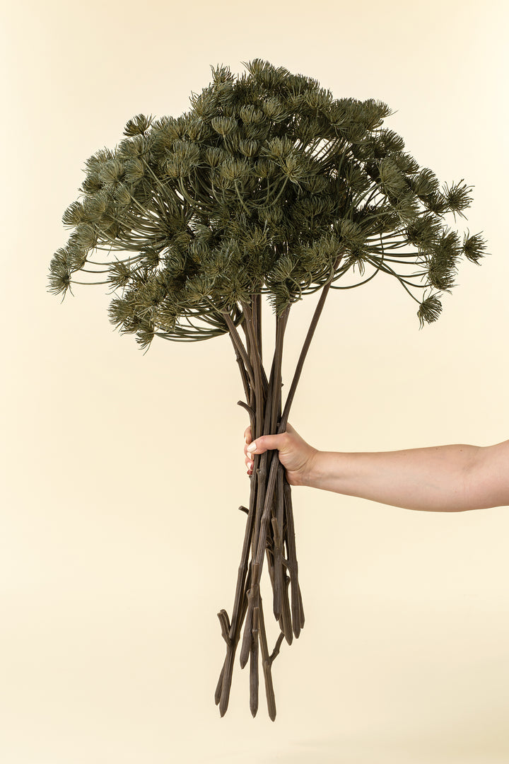 Wild Angelica Stem