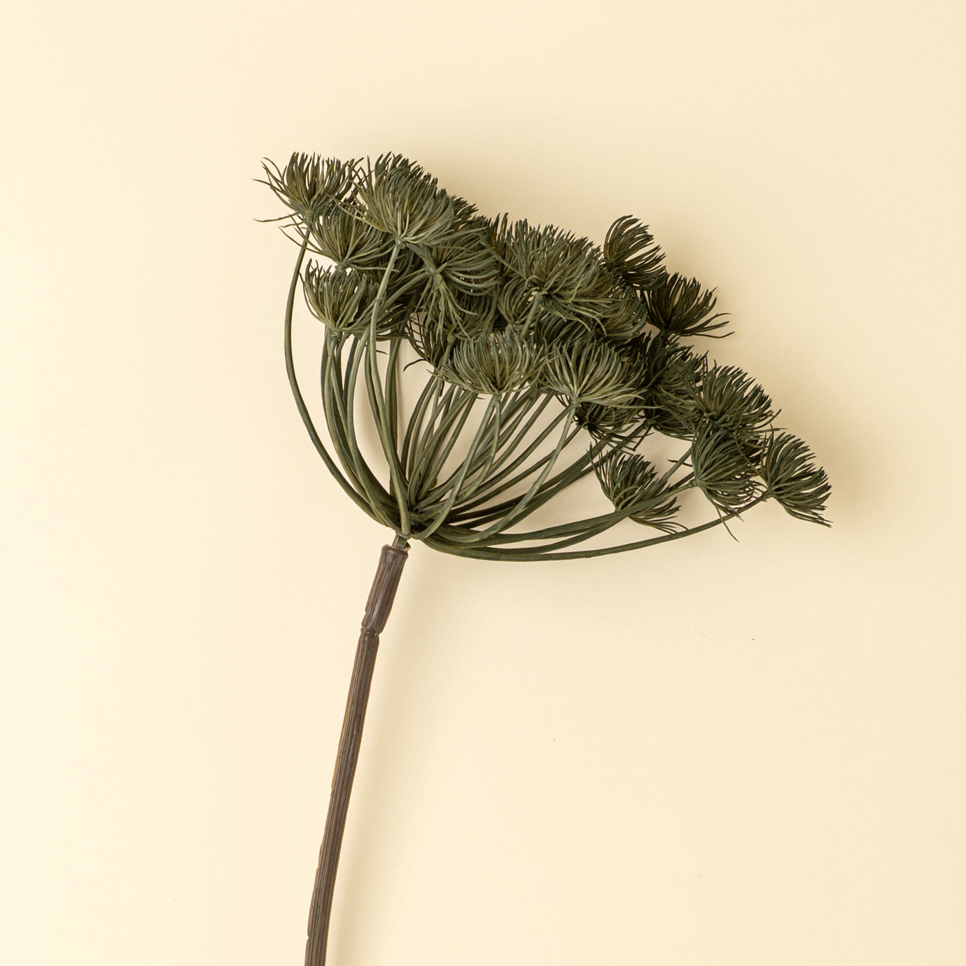 Wild Angelica Stem