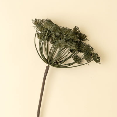 Wild Angelica Stem