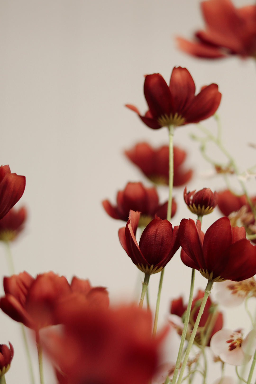 Calliopsis Spray