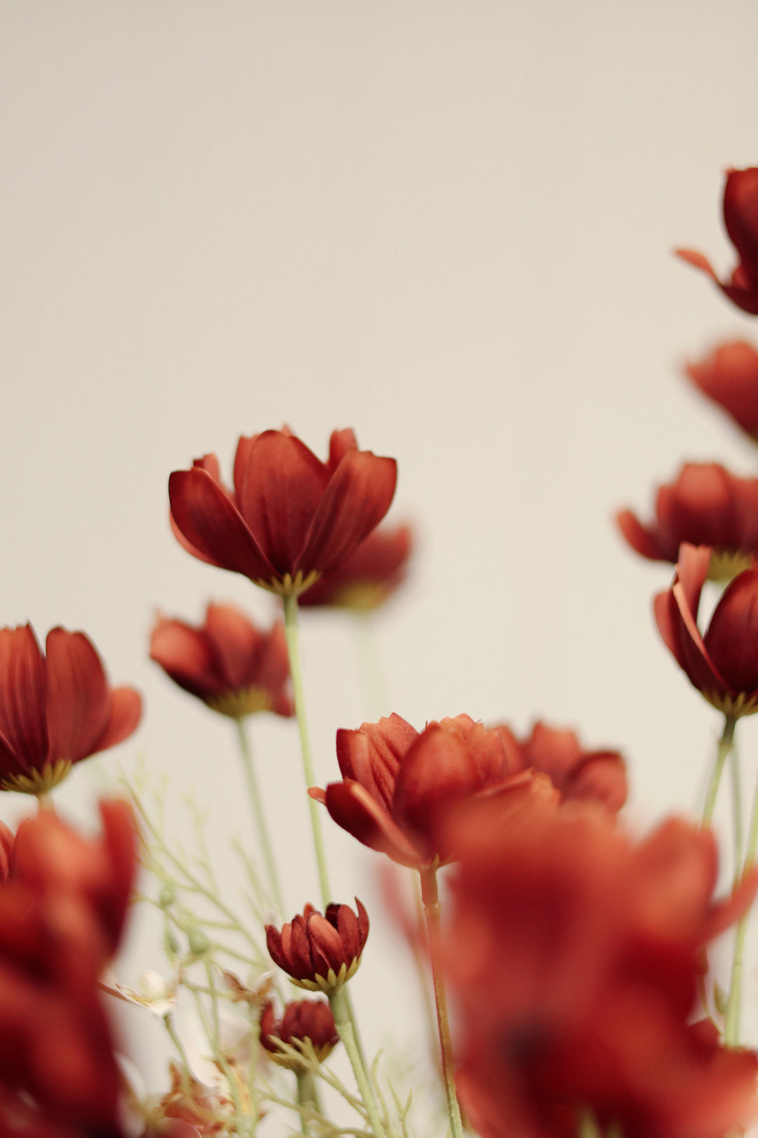 Calliopsis Spray