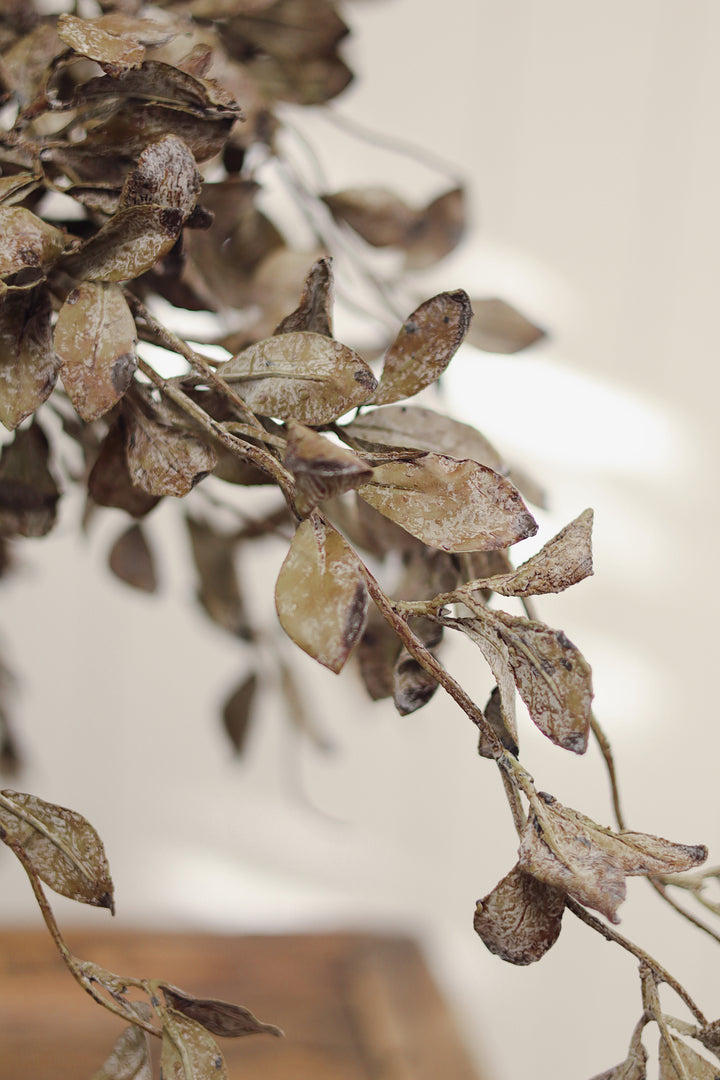 Smoked Eucalyptus