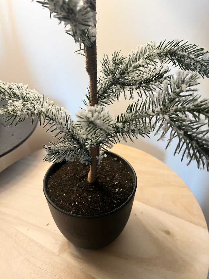 Wynter Tree