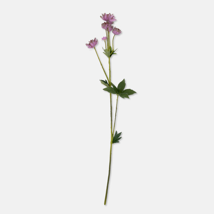 Masterwort - amethyst