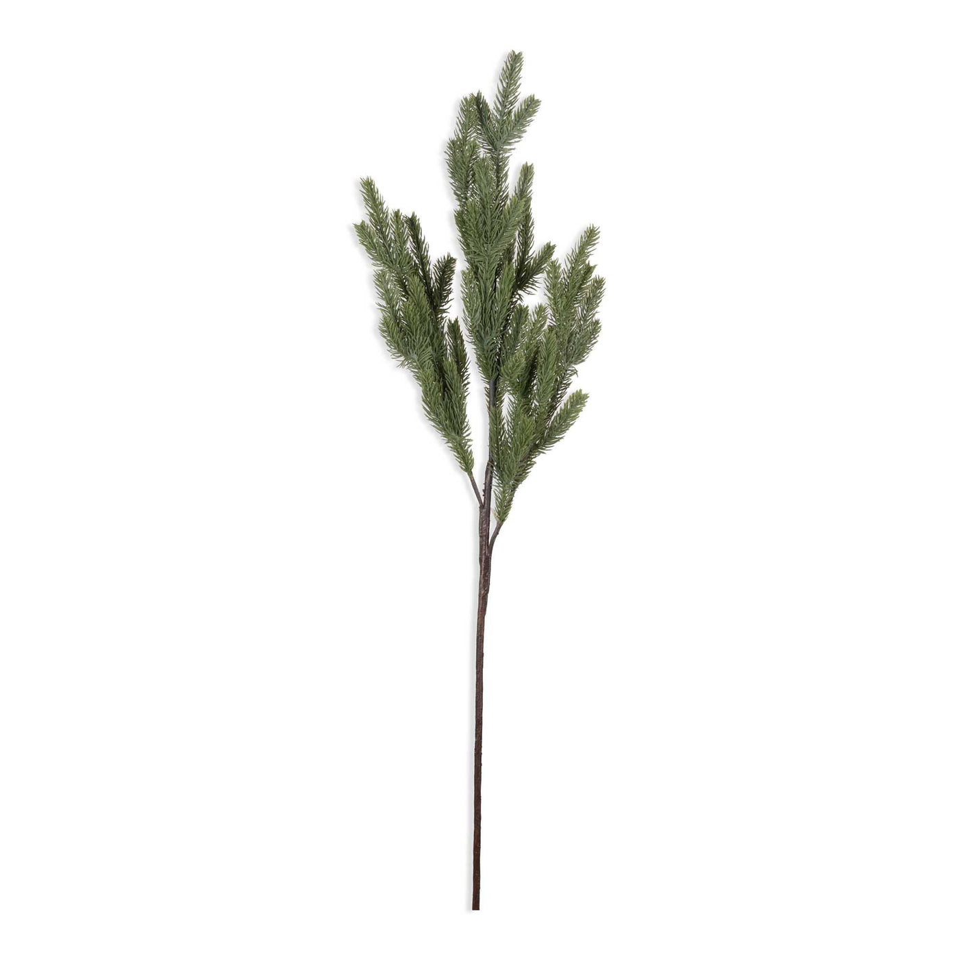 Foxtail Pine