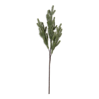 Foxtail Pine