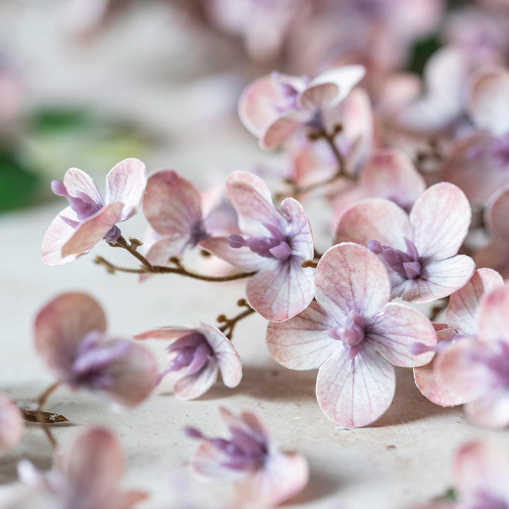 Japanese Cherry - blush