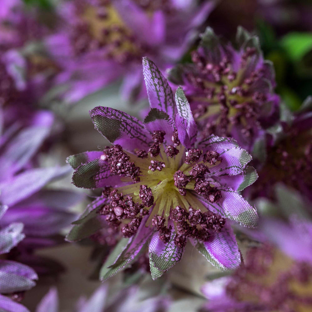 Masterwort - amethyst