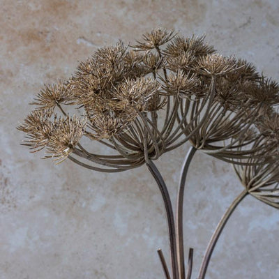 Wild Angelica