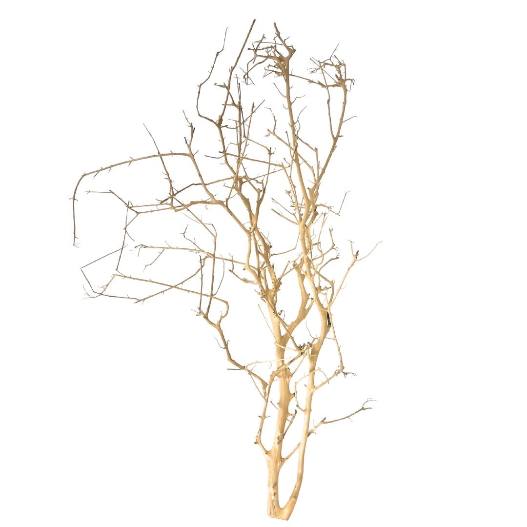 Wild Tree Branch