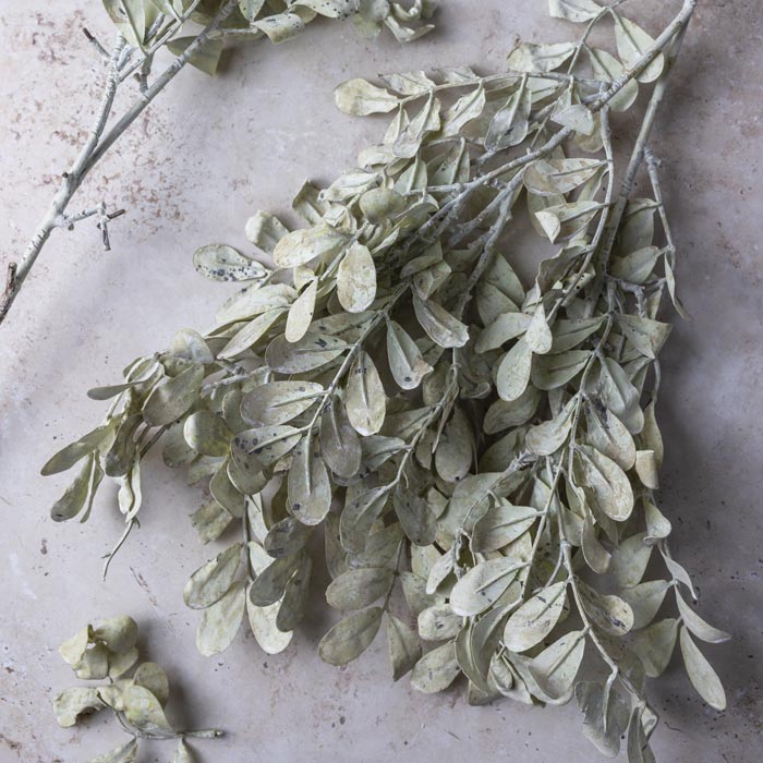 Eucalyptus Bunch