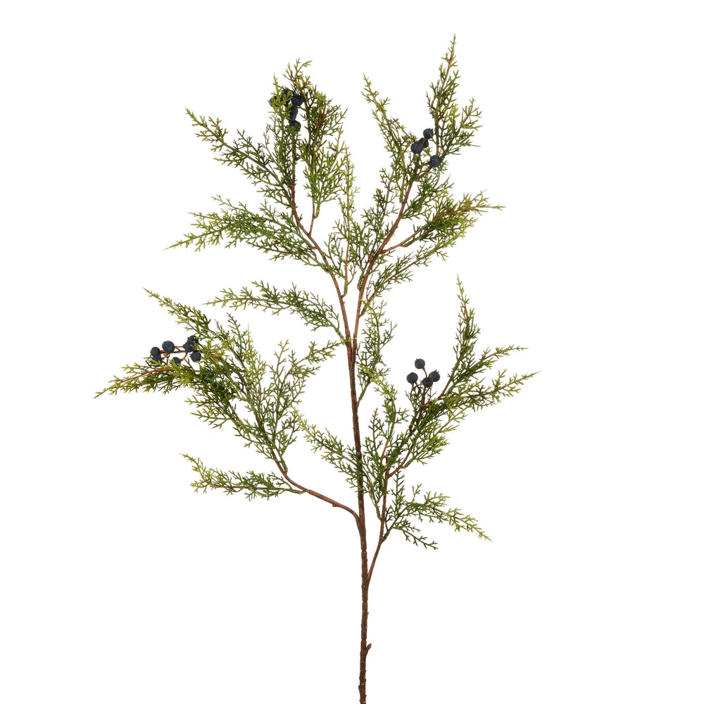 Juniper Branch