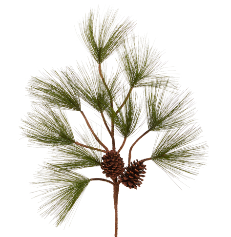 Long Needle Pine Branch