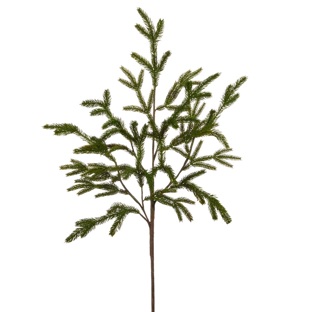 Norfolk Pine Bough