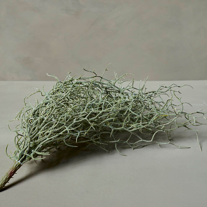 Grassy Bush
