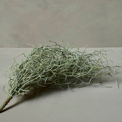 Grassy Bush