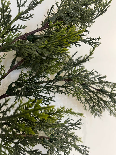 Dark Green Cedar