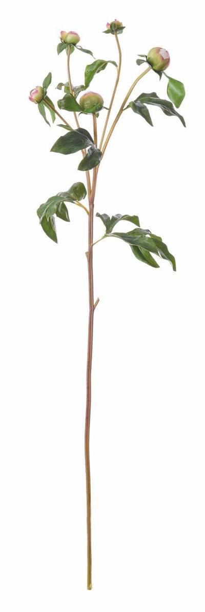 Peony Bud Stem