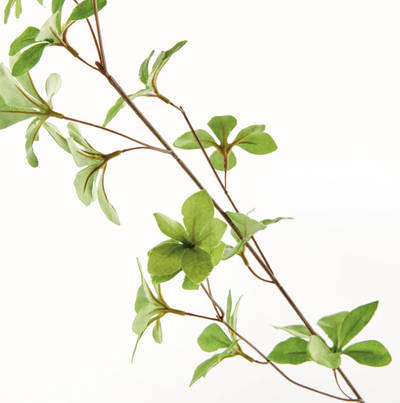 Japanese Dodan Branch 50"