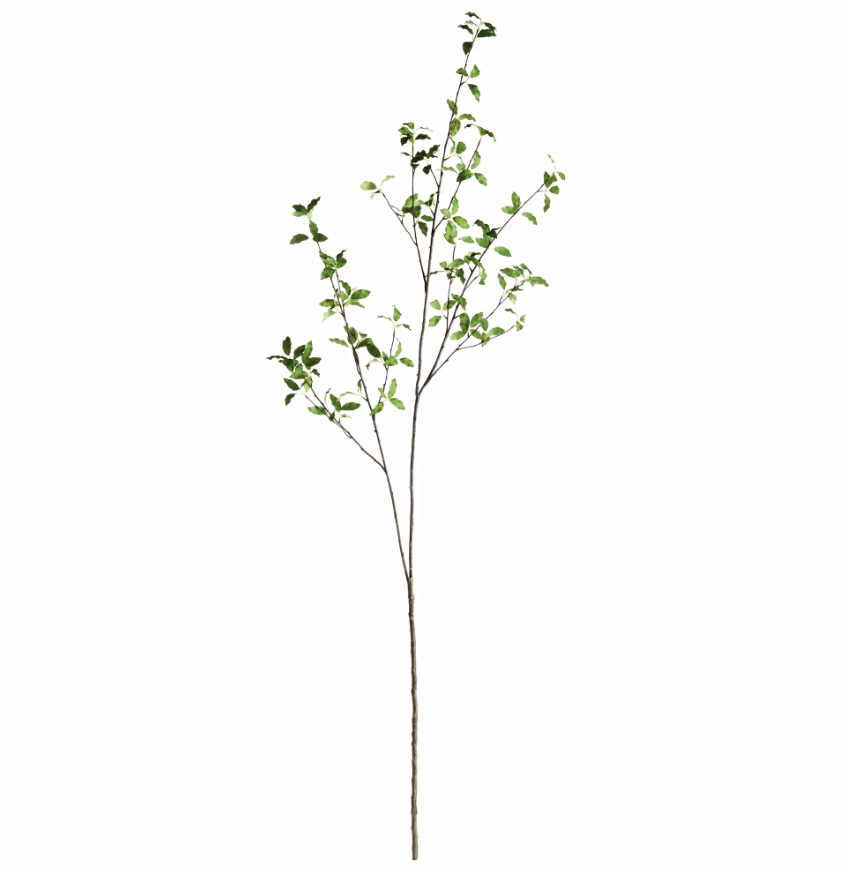 Pittosporum Branch 78"