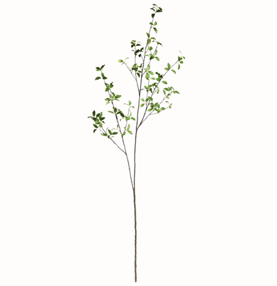 Pittosporum Branch 78"