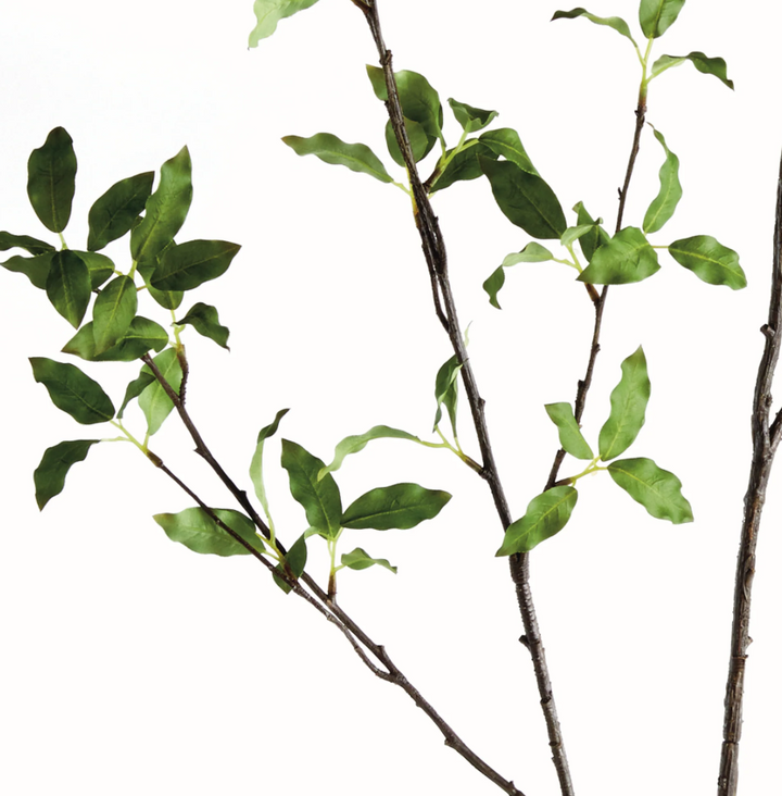 Pittosporum Branch 78"