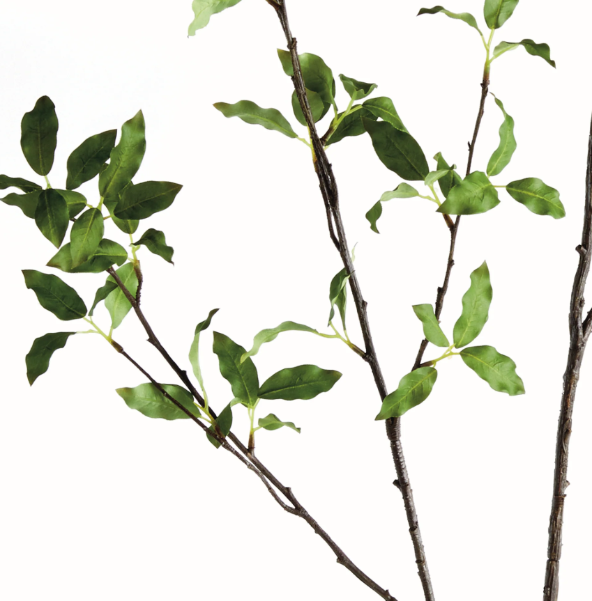 Pittosporum Branch 78"