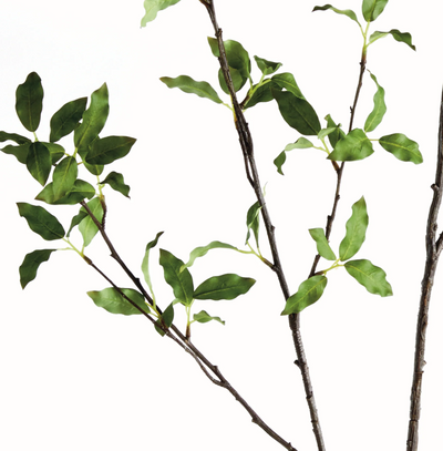 Pittosporum Branch 78"
