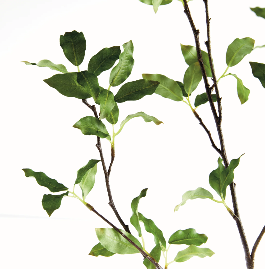 Pittosporum Branch 78"