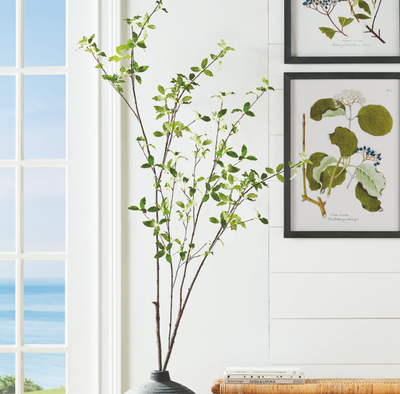 Pittosporum Branch 78"