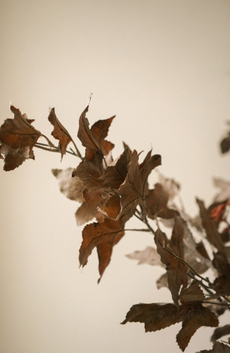 Maple Leaf Branch - grey