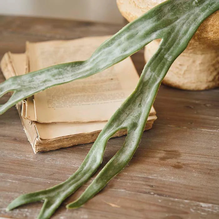 Staghorn Fern