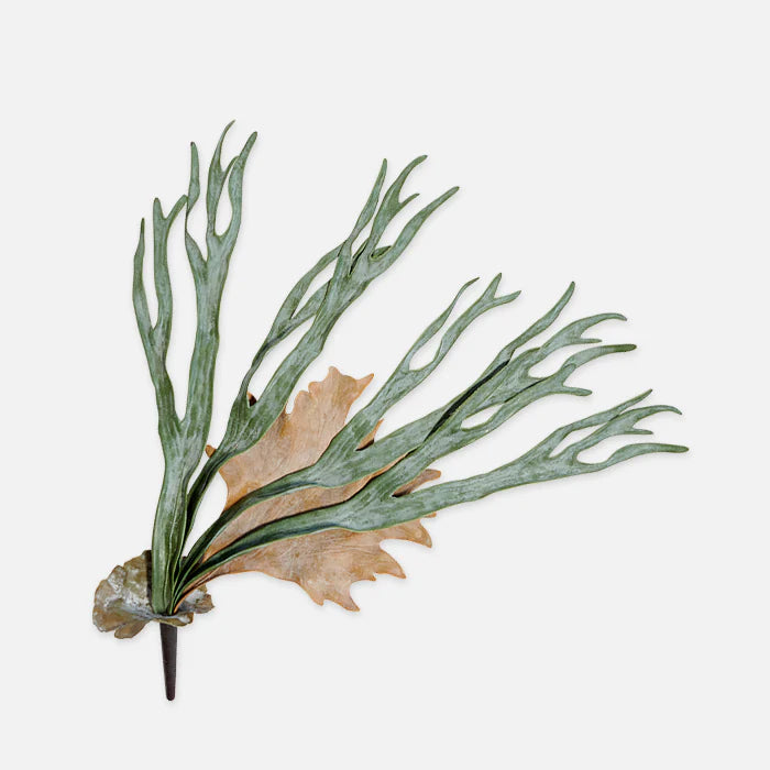Staghorn Fern