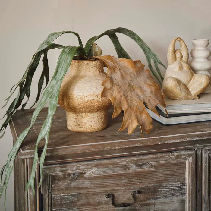 Staghorn Fern