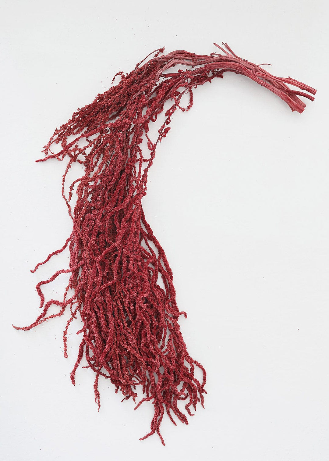 Natural Preserved Amaranthus