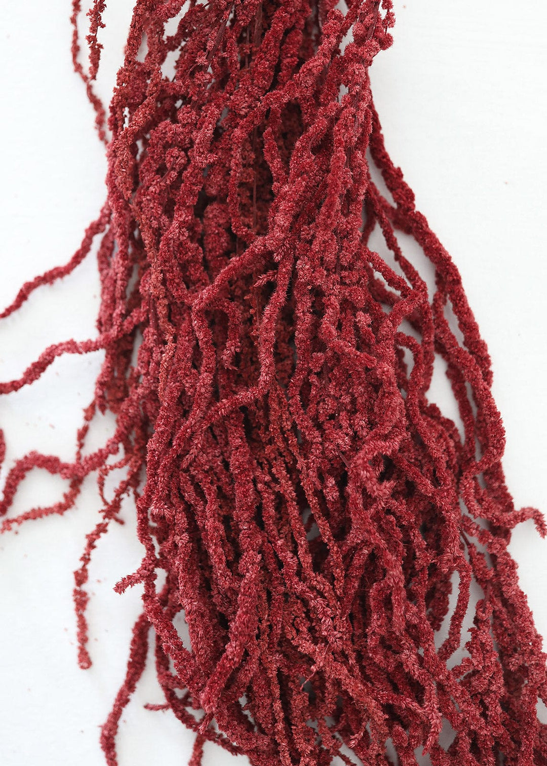 Natural Preserved Amaranthus