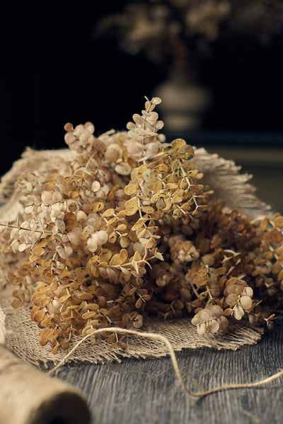 Desert Sand Eucalyptus Bunch