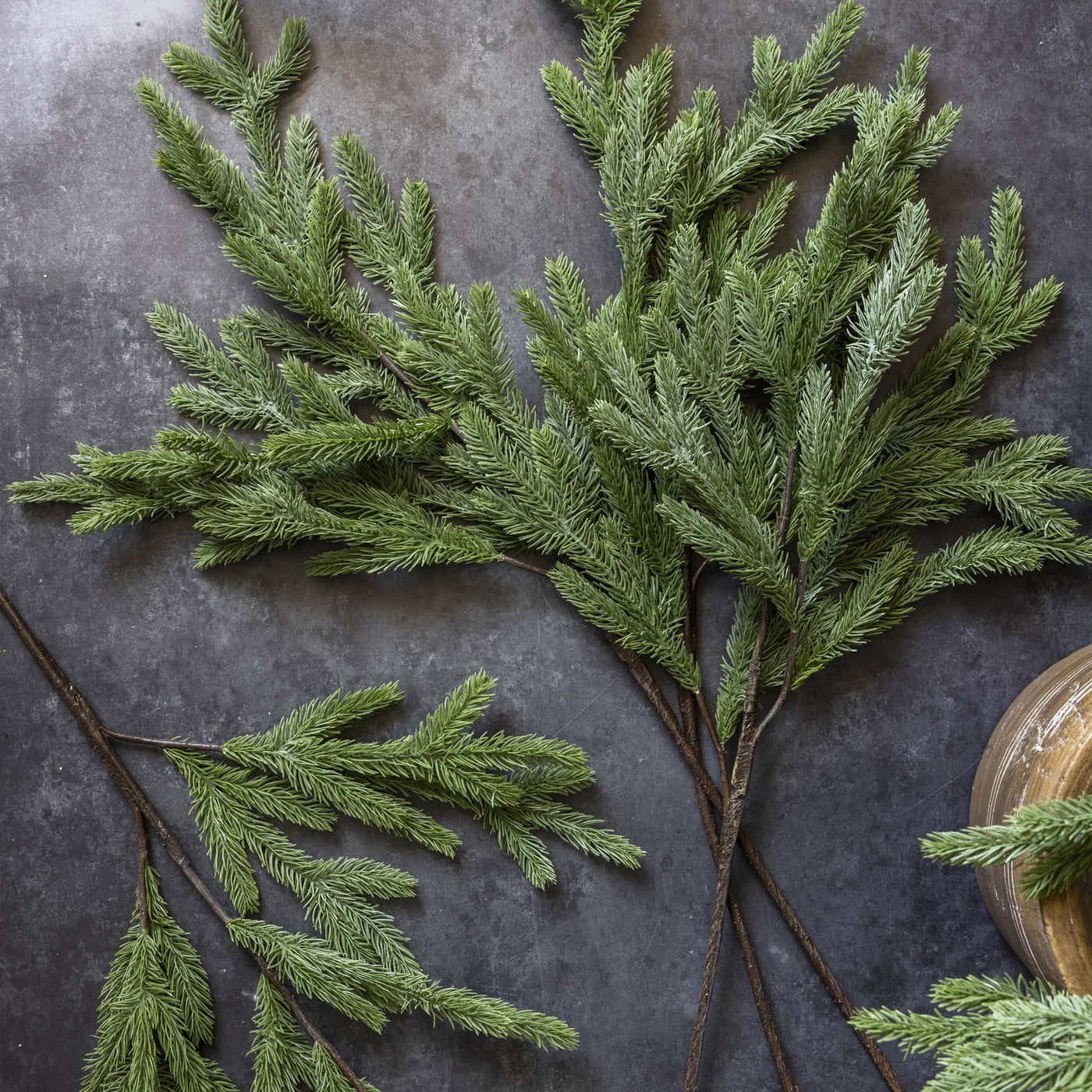 Foxtail Pine