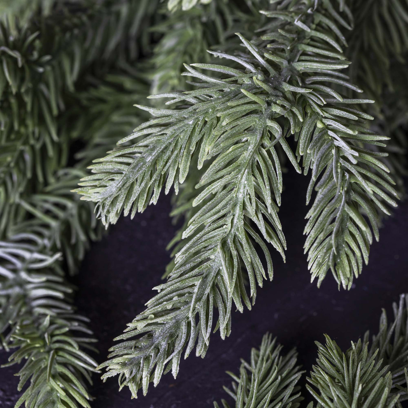 Foxtail Pine